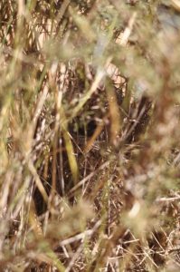 Cricket Warbler nest at Oued Jenna, Aousserd, 3 February 2010 (Fabian Schneider)