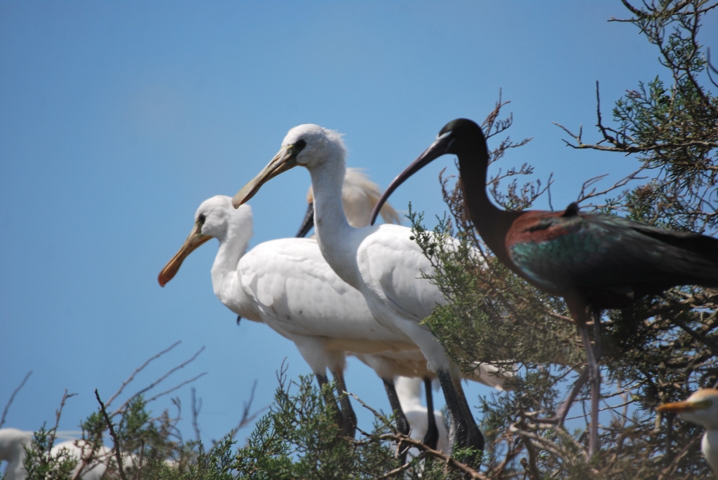 Big Eurasian Spoonbill (Platalea leucorodia) chicks, Smir heronry