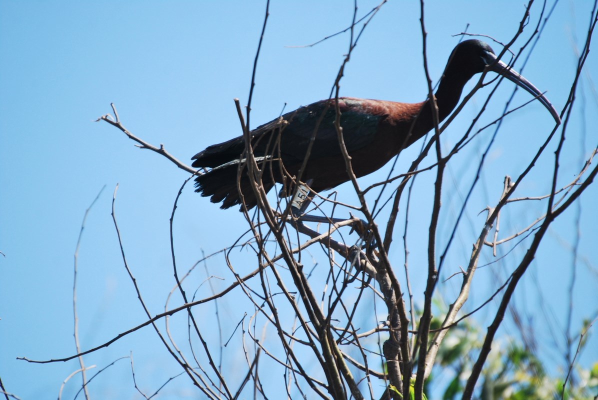 Glossy Ibis ringed in Camargue, France breeding at Smir heronry, northern Morocco