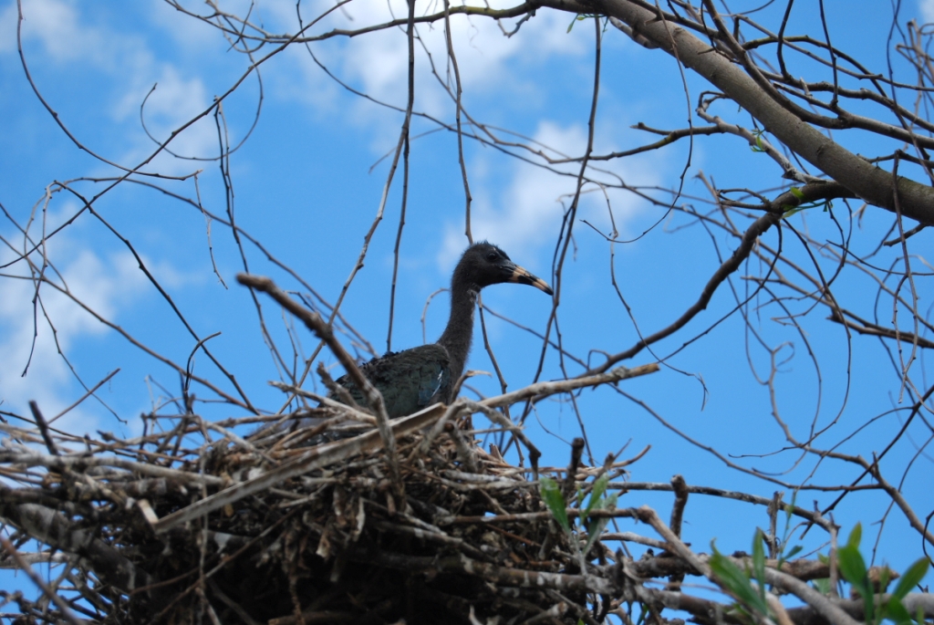 Glossy Ibis chick, Smir heronry, northern Morocco