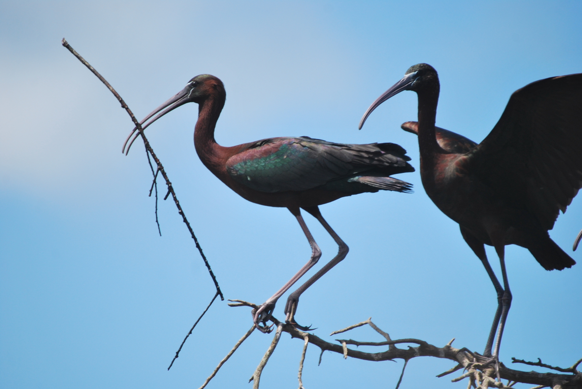 Breeding of Glossy Ibis (Plegadis falcinellus) at Smir heronry, northern Morocco