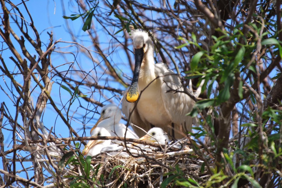 Eurasian Spoonbill (Platalea leucorodia) chicks, Smir heronry
