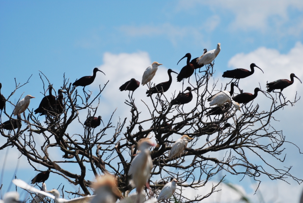 Small part of the Smir heronry, northern Morocco