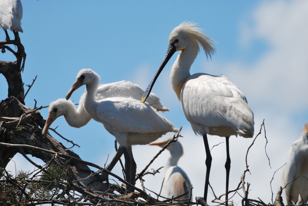 Eurasian Spoonbill (Platalea leucorodia) chicks, Smir heronry