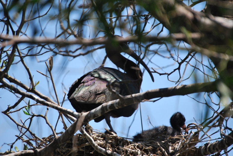 Breeding of Glossy Ibis (Plegadis falcinellus) at Smir heronry, northern Morocco