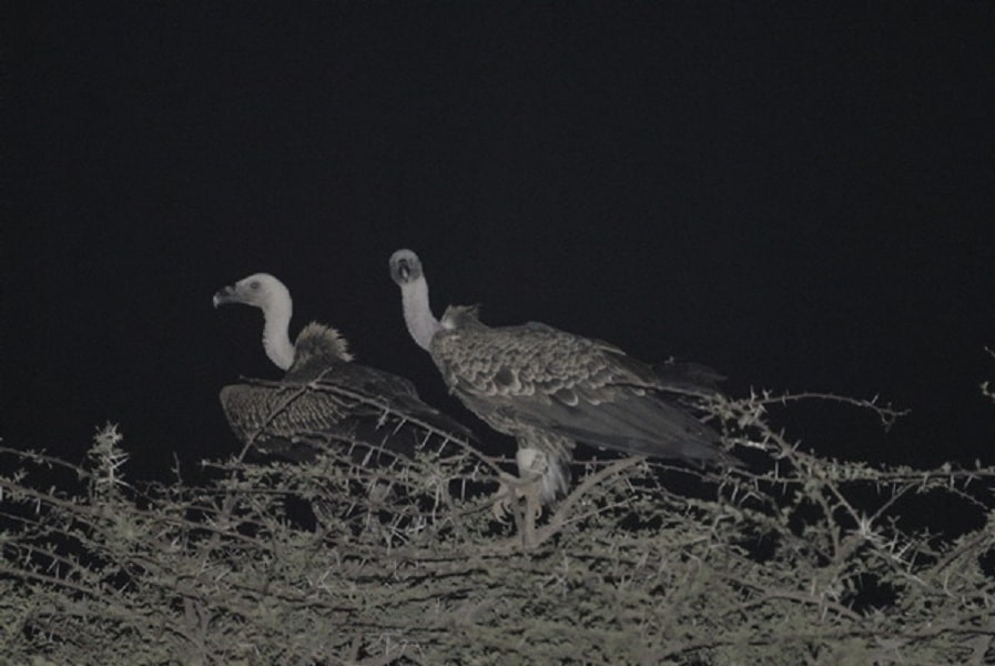 Rüppell’s Vultures roosting on an Acacia tree at night, Aousserd, Western Sahara, southern Morocco, 1 Aug. 2011 (Michel Aymerich).