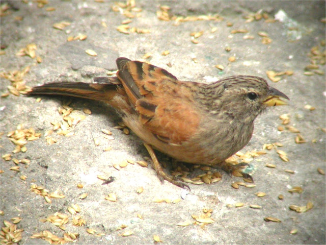 House Bunting (Emberiza sahari) feeding on seeds, Medina of Tangier, 26 May 2006 (Ian Thompson) House Bunting (Emberiza sahari) feeding on seeds, Medina of Tangier, 26 May 2006 (Ian Thompson)