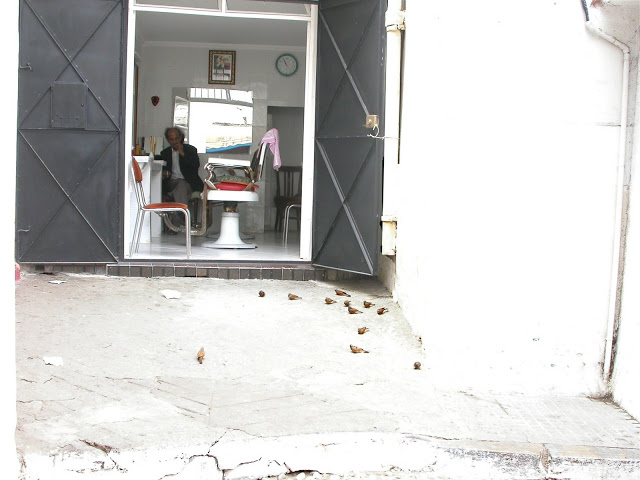 House Buntings feeding on seeds provided by the barber, Medina of Tangier, 26 May 2006 (Ian Thompson). It is probably from this nucleus that the species spreads to other parts of Tangier. House Buntings feeding on seeds provided by the barber, Medina of Tangier, 26 May 2006 (Ian Thompson). It is probably from this nucleus that the species spreads to other parts of Tangier.