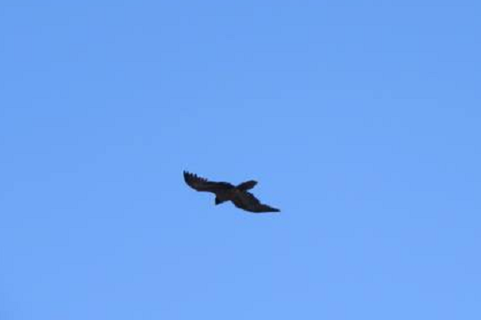 Bearded Vulture (Gypaetus barbatus), Jbel Toubkal, 22 July 2016 (photo: Ahmed Raha)