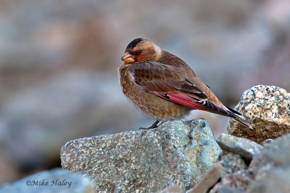 African Crimson-winged Finch / Roselin à ailes roses d'Afrique (Rhodopechys alienus), Oukaïmeden, High Atlas, Morocco (Mike Haley) African Crimson-winged Finch / Roselin à ailes roses d'Afrique (Rhodopechys alienus), Oukaïmeden, High Atlas, Morocco (Mike Haley)