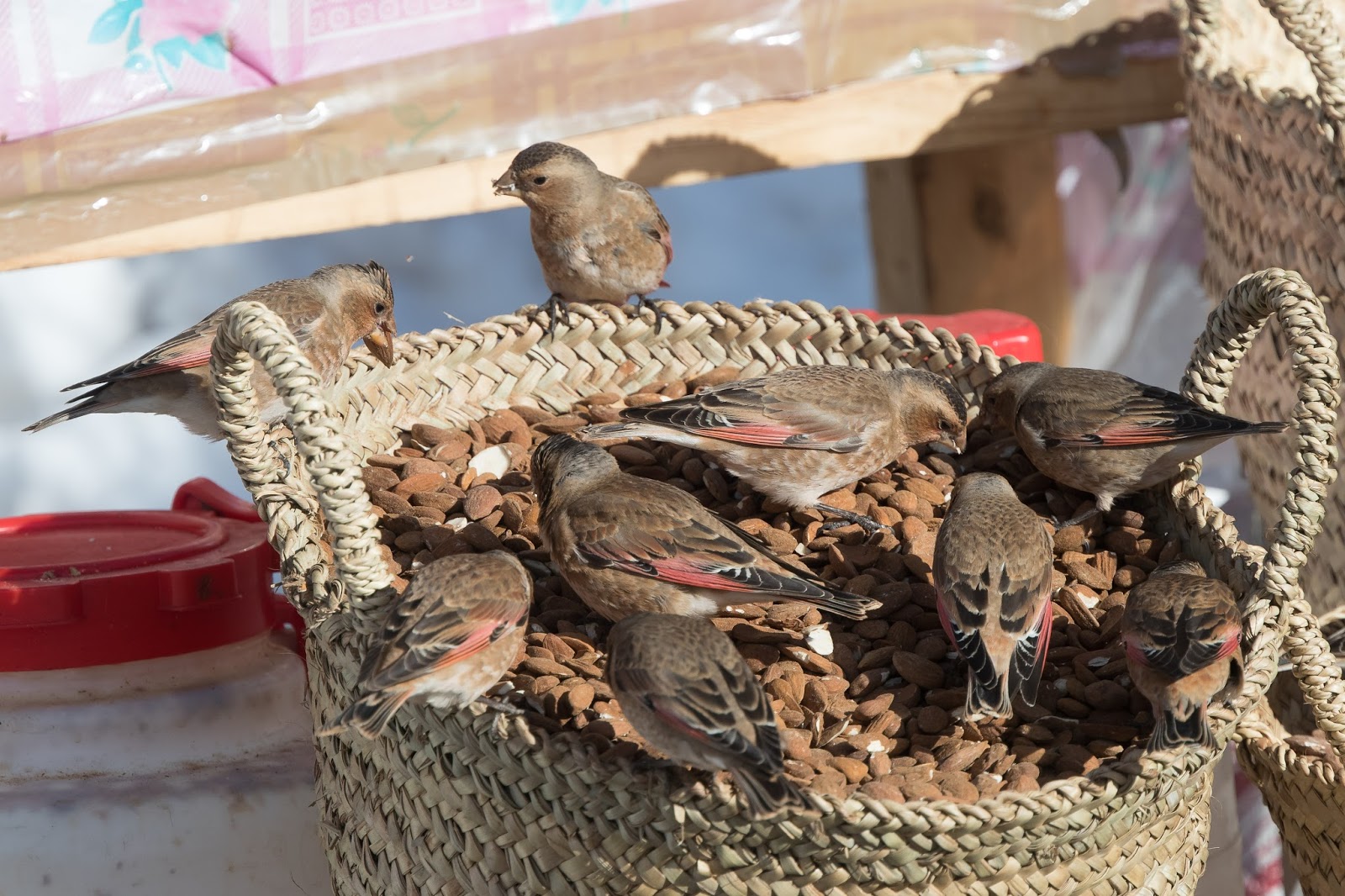 African Crimson-winged Finches (Rhodopechys alienus) feeding on almond nuts, Oukaïmeden, High Atlas, Morocco (Simon Colenutt). African Crimson-winged Finches (Rhodopechys alienus) feeding on almond nuts, Oukaïmeden, High Atlas, Morocco (Simon Colenutt).