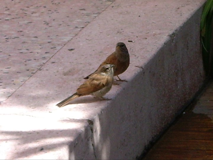 House Buntings (Emberiza sahari), Medina of Tétouan, October 2010 (Al-Hassan Bennouna)
