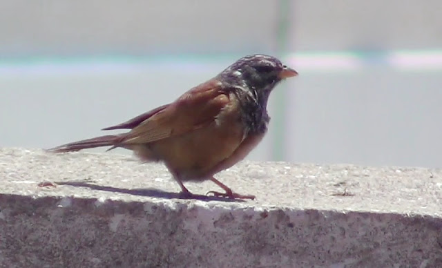 House Bunting (Emberiza sahari - Bruant du Sahara) near the Faculty of Sciences, Tétouan, June 2012. (Screen capture from a video by Yousef El Ouahabi) House Bunting (Emberiza sahari - Bruant du Sahara) near the Faculty of Sciences, Tétouan, June 2012. (Screen capture from a video by Yousef El Ouahabi)