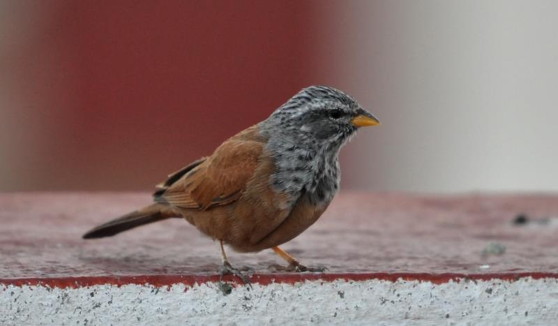 An incubating House Bunting (note the brood patch), near the Faculty of Sciences, Tétouan, 29 March 2013 (Rachid El Khamlichi)