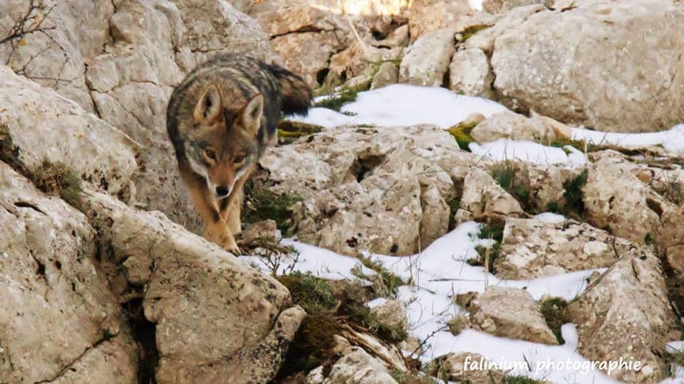 African Golden Wolf / Loup doré africain (Canis anthus), Tikjda, Algeria (La vie sauvage en kabylie "Kabylie wildlife")