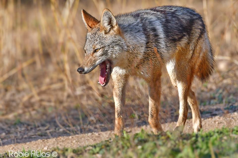 African Golden Wolf / Loup doré africain (Canis anthus), Middle Atlas, Morocco (Rabie Atlas).