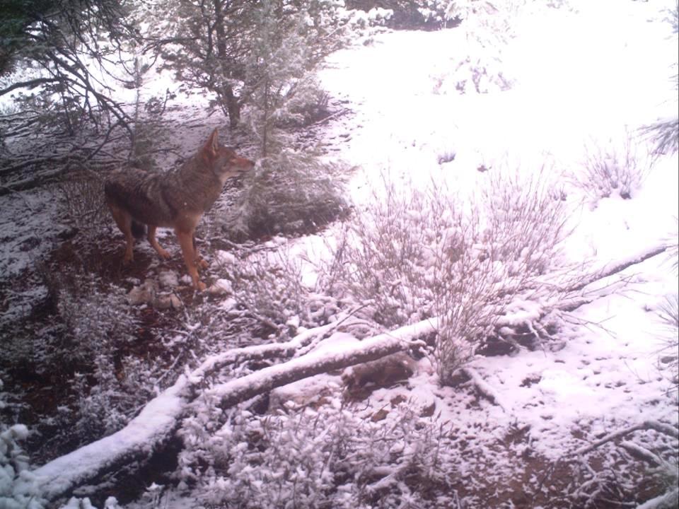 African Wolf (Canis lupus lupaster) captured by camera-trap in the Middle Atlas, Morocco (V. Urios). Now the species is known as the African Golden Wolf (Canis anthus). African Wolf (Canis lupus lupaster) captured by camera-trap in the Middle Atlas, Morocco (V. Urios). Now the species is known as the African Golden Wolf (Canis anthus).
