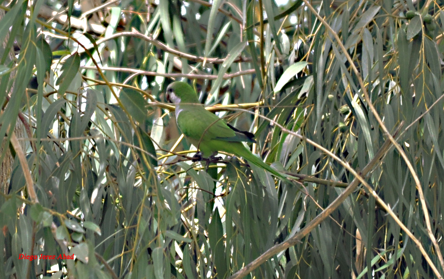 Monk Parakeet / Conure veuve (Myiopsitta monachus), Melilla, 13 Aug. 2012 (Diego Jerez Abad). Monk Parakeet / Conure veuve (Myiopsitta monachus), Melilla, 13 Aug. 2012 (Diego Jerez Abad).