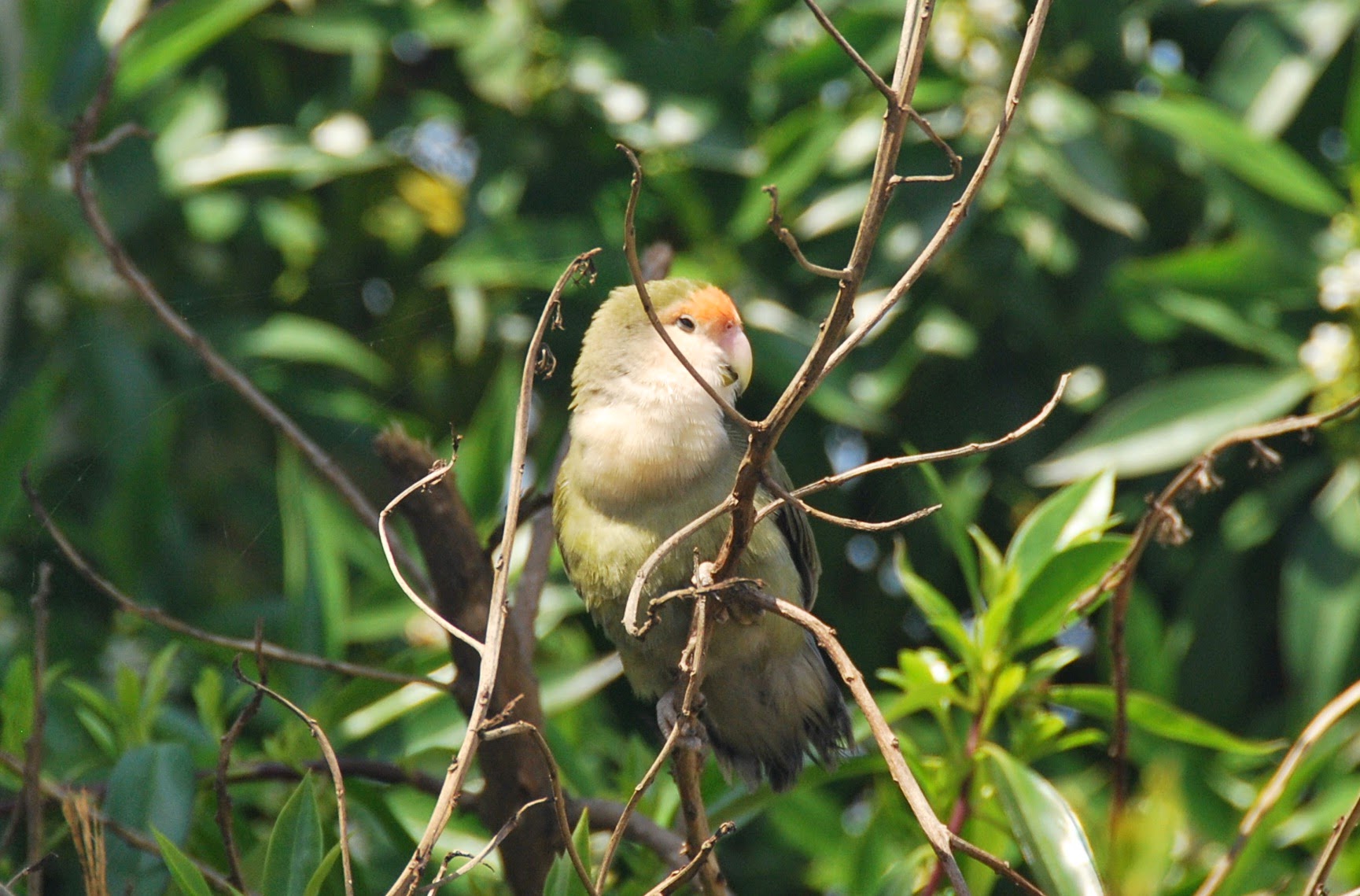 Rosy-faced Lovebird (Agapornis roseicollis – Inséparable rosegorge), Mohammedia, 7 April 2015 (Ines Beert)