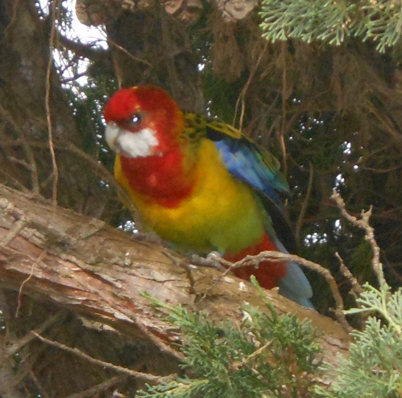 Eastern Rosella (Platycercus eximius - Perruche omnicolore), Mohammedia, July 2015 (Hakim Alioui)
