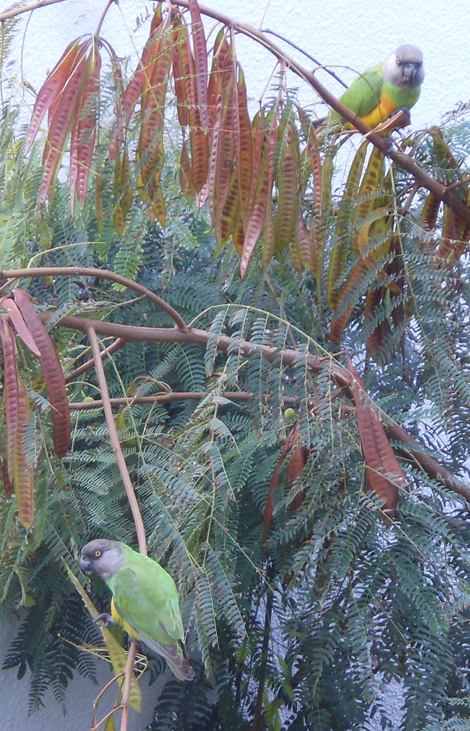 Senegal Parrots (Poicephalus senegalus - Youyou du Sénégal), Mohammedia, 9 Dec. 2012 (Hakim Alioui)