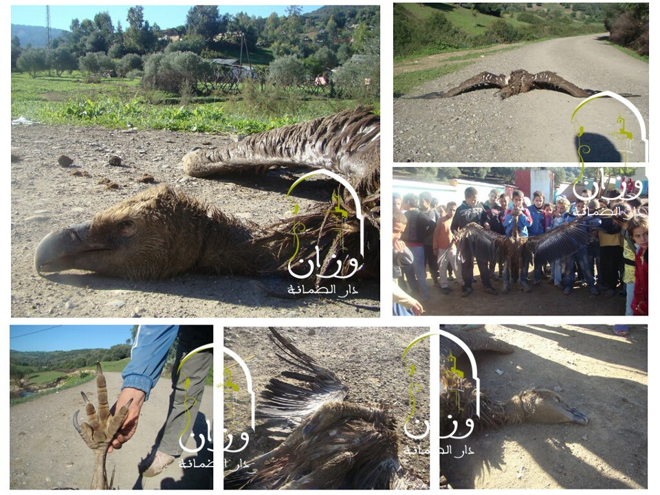 Vautours fauves (Gyps fulvus) persécutés par les élèves dans la région d’Ouazzane au nord du Maroc, novembre 2012. (Photo: Ouezzane Dar Dmana)
