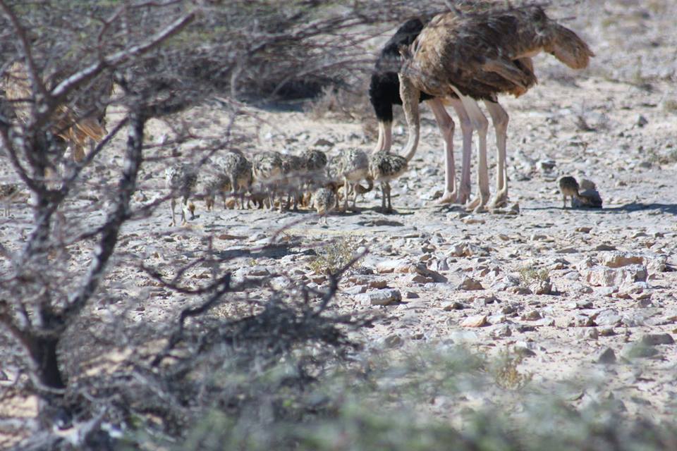 Red-necked Ostriches / Autruches à cou rouge (Struthio camelus camelus), Safia reserve, May 2013 (Association ‘Nature Initiative’).