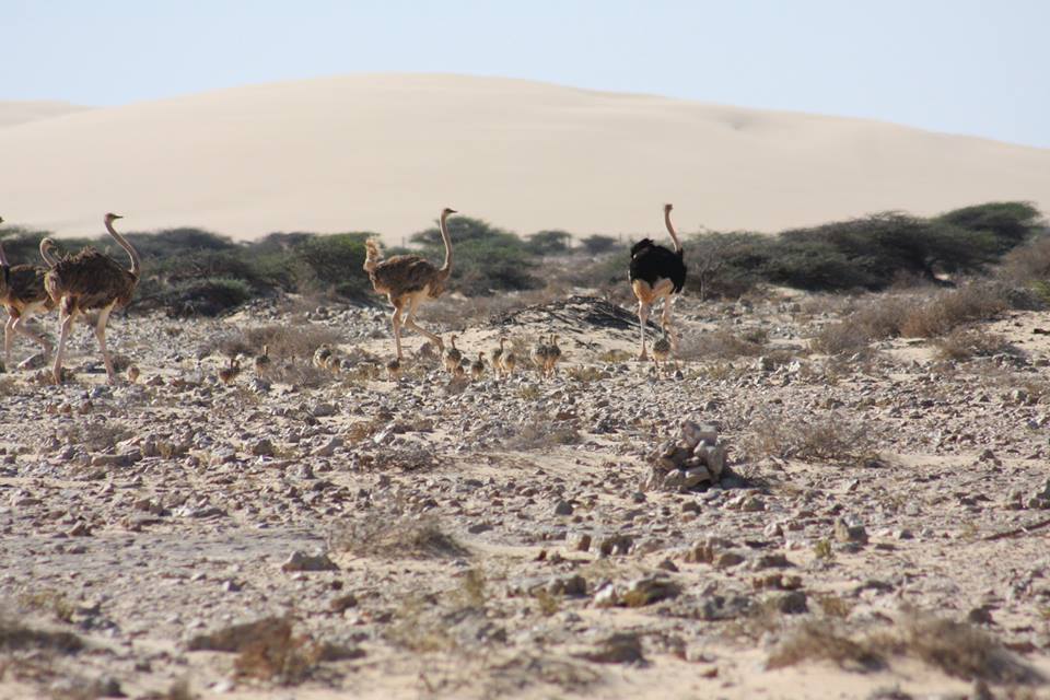 North African Ostriches / Autruches à cou rouge (Struthio camelus camelus), Safia reserve, May 2013 (Association ‘Nature Initiative’).