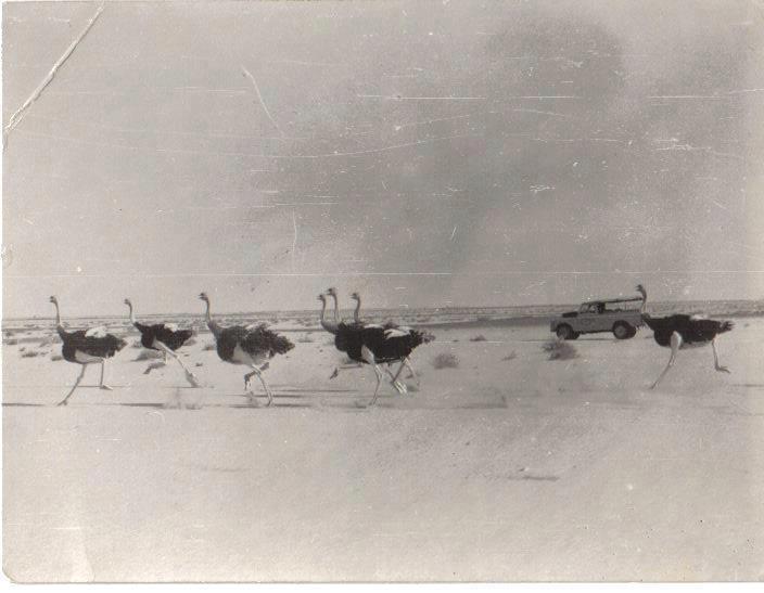 Red-necked Ostriches in the Western Sahara, southern Morocco, during the Spanish colonial era before the extinction of the species in the region // Autruches à cou rouge dans le Sahara occidental, sud du Maroc, pendant l’époque coloniale espagnole avant l'extinction de l’espèce de la région (Association ‘Nature Initiative’).