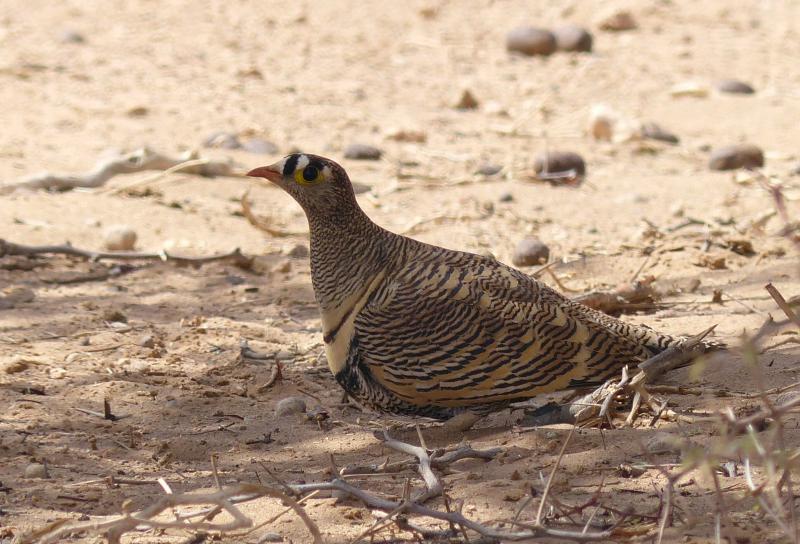 Lichtenstein’s Sandgrouse (Pterocles lichtensteinii – Ganga de Lichtenstein), Oued Tissint, Morocco, 8 March 2014 (Mark de Vries)