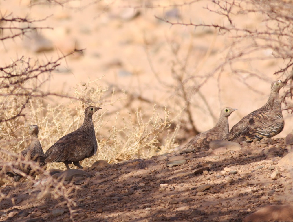 4 Lichtenstein's Sandgrouses / Gangas de Lichtenstein (Pterocles lichtensteinii), c. 20 Km south of Foum Zguid, 17 Aug. 2013 (Brahim Bakass).
