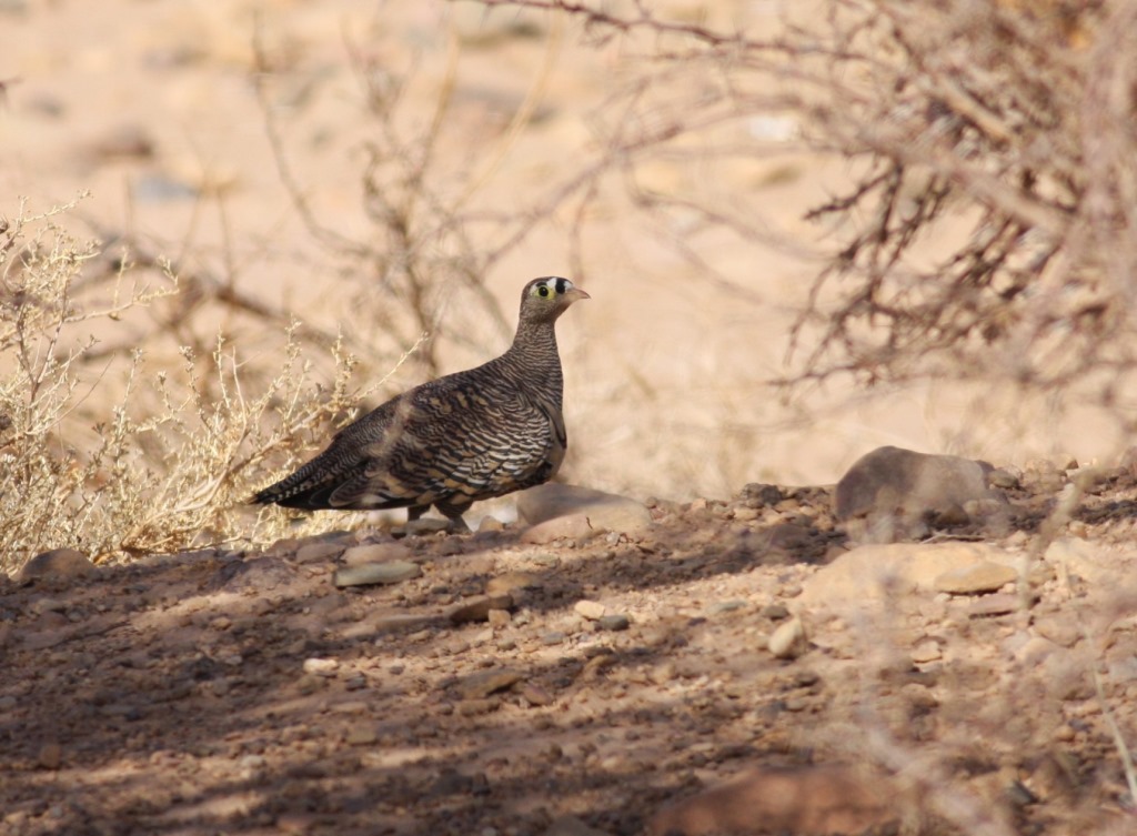 Male Lichtenstein's Sandgrouse / Ganga de Lichtenstein (Pterocles lichtensteinii), c. 20 Km south of Foum Zguid, 17 Aug. 2013 (Brahim Bakass).