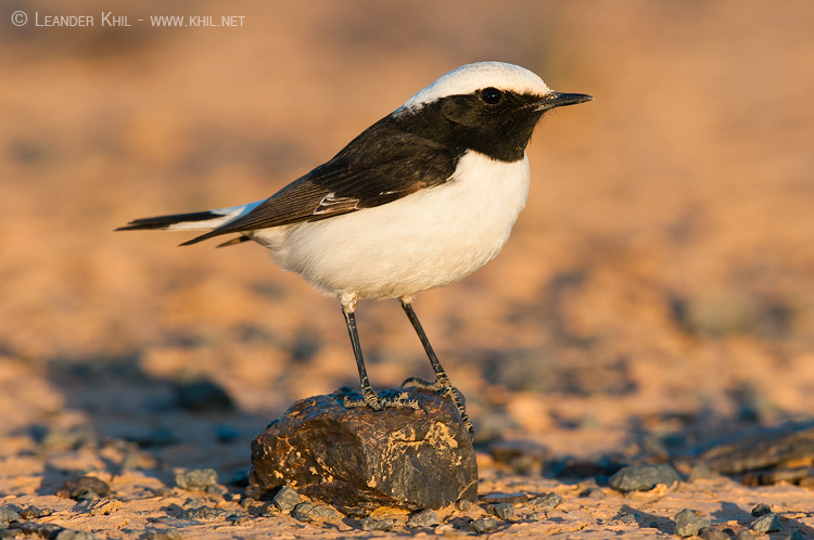 Maghreb Wheatear / Traquet halophile (Oenanthe halophila), Rissani, Morocco, June 2012 (Leander Khil). Maghreb Wheatear / Traquet halophile (Oenanthe halophila), Rissani, Morocco, June 2012 (Leander Khil).