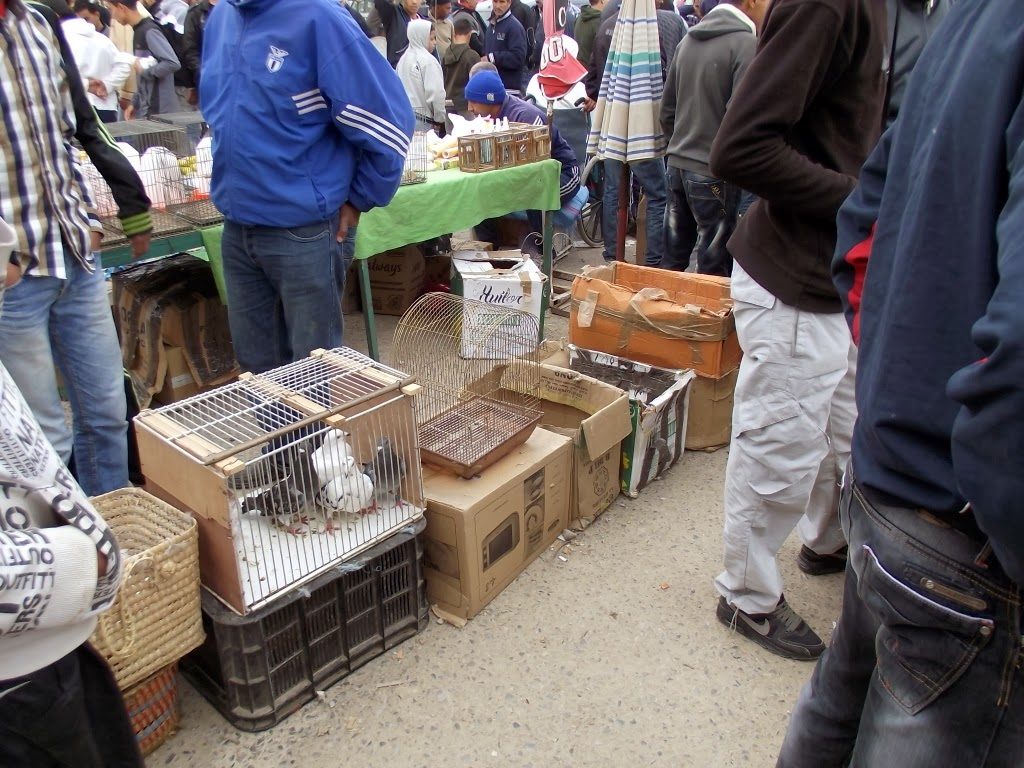 General view of bird market at Bab Guissa, Fes