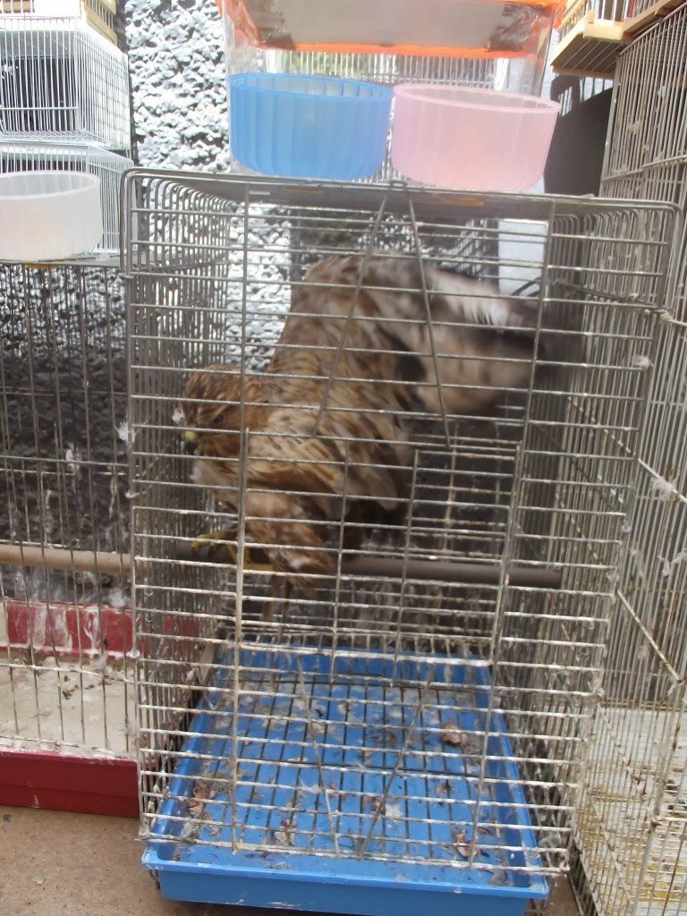 Common Buzzard (Buteo buteo), Rabat