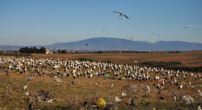 Another view of White Storks at the rubbish dump