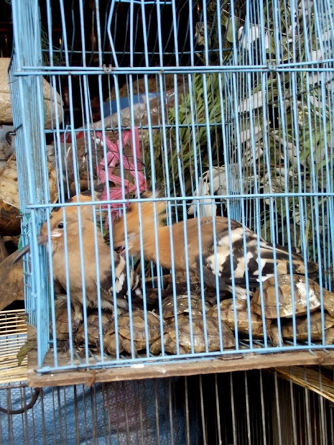 Common Hoopoe (Upupa epops) packed with spur-thighed tortoises (Testudo graeca) Common Hoopoe (Upupa epops) packed with spur-thighed tortoises (Testudo graeca)