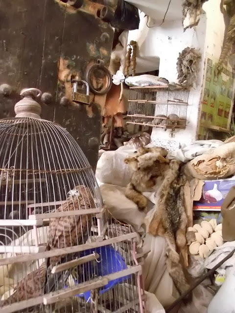 Caged Common Kestrel (Falco tinnunculus), Mellah spice market, Marrakesh Caged Common Kestrel (Falco tinnunculus), Mellah spice market, Marrakesh