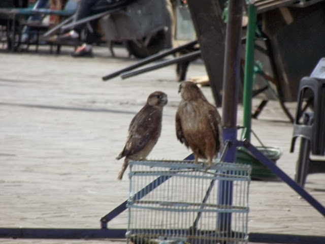 Barbary Falcon (Falco pelegrinoides) and Atlas Long-legged Buzzard (Buteo rufinus cirtensis), Jemaa el-Fnaa, Marrakech Barbary Falcon (Falco pelegrinoides) and Atlas Long-legged Buzzard (Buteo rufinus cirtensis), Jemaa el-Fnaa, Marrakech