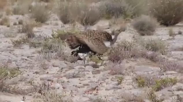 Houbara Bustard (Chlamydotis undulata) near Safia reserve, southern Moroccoard (Chlamydotis undulata) near Safia reserve, southern Morocco Houbara Bustard (Chlamydotis undulata) near Safia reserve, southern Morocco