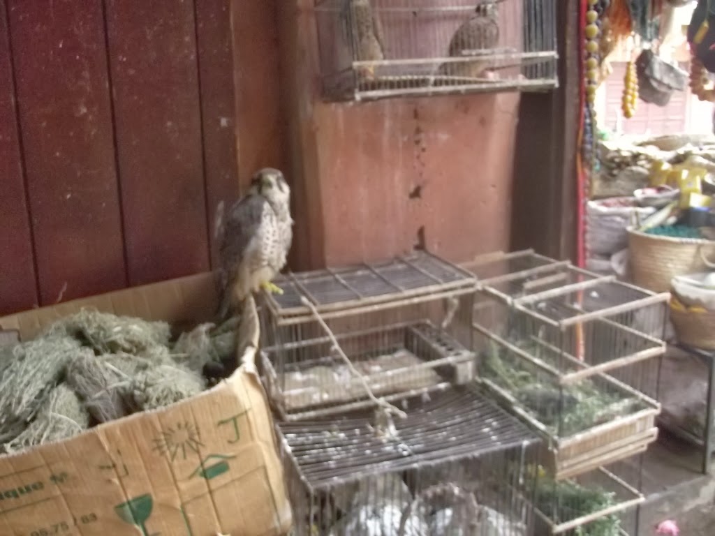 Lanner Falcon (Falco biarmicus), Jemaa el-Fnaa, Marrakech