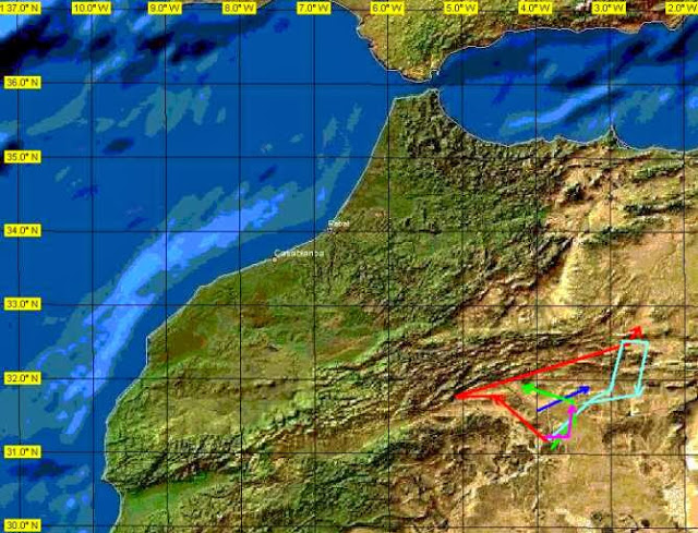 Movement of 5 females Houbara Bustard (Chlamydotis undulata) in eastern Morocco recorded by satellites in 1999 (map by L. Peske) Movement of 5 females Houbara Bustard (Chlamydotis undulata) in eastern Morocco recorded by satellites in 1999 (map by L. Peske)