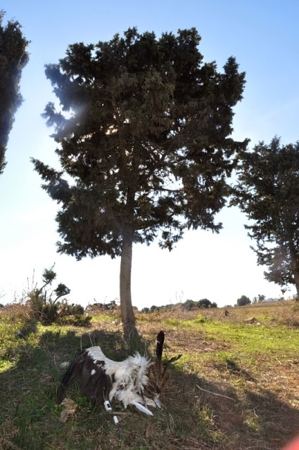 The carcass of the White Stork with the tree where it died