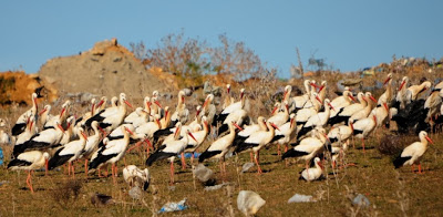 Partial view of about 300 White Storks at the rubbish dump (900 meters from the roosting site)