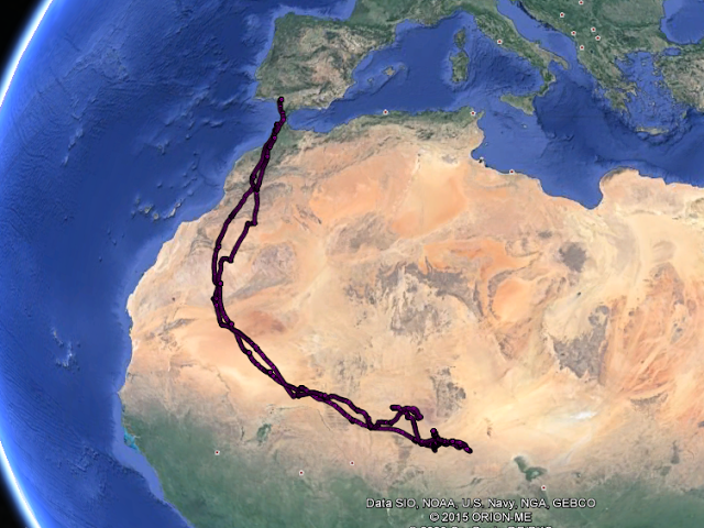 White Stork ‘C666’ crossed 6 countries during its short lifetime between June and early November 2013 (Map of the Max Planck Institute for Ornithology).