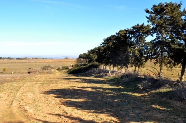 Partial view of the Cypress trees which function as roosting site for White Storks, where the bird died.