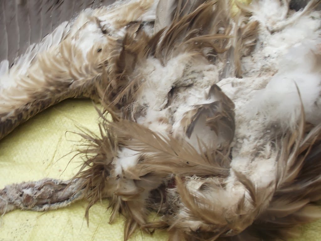 Raptor carcass drying in the sun at Jemaa el-Fnaa, Marrakech: Aquila pennata OR Buteo rufinus cirtensis Raptor carcass drying in the sun at Jemaa el-Fnaa, Marrakech: Aquila pennata OR Buteo rufinus cirtensis