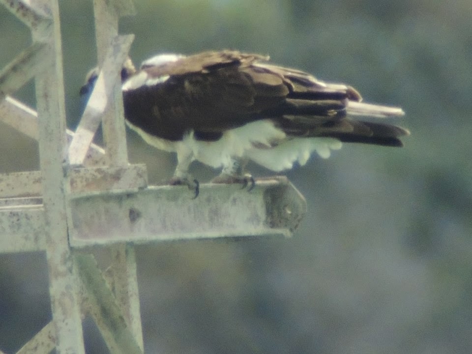 Osprey (Pandion haliaetus) born in Morocco in 2012 found breeding in Cádiz, Spain in 2014 (José Luis Garzón/Amigos del Águila Pescadora) Osprey (Pandion haliaetus) born in Morocco in 2012 found breeding in Cádiz, Spain in 2014 (José Luis Garzón/Amigos del Águila Pescadora)