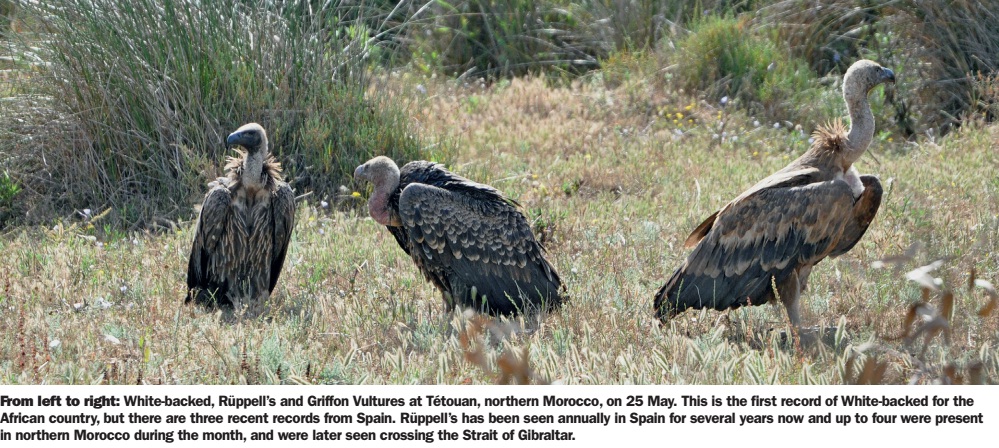 The iconic photo of the three Gyps vulture species as published in Birdwatch Magazine