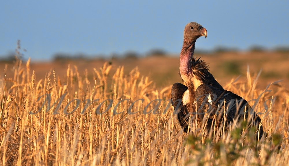 Rüppell’s Vulture / Vautour de Rüppell (Gyps rueppelli), Tétouan, northern Morocco, 24 May 2014.